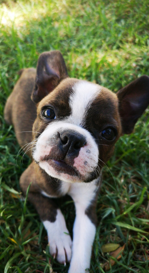 Cute Animals (34) screenshot
