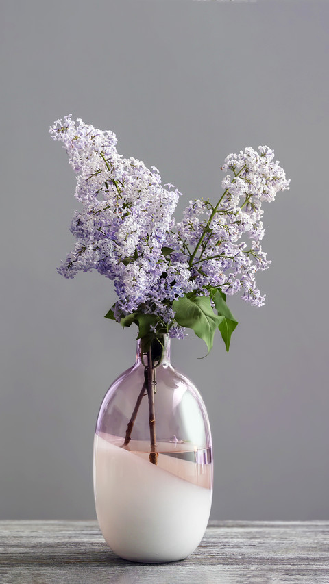 Can lilacs be raised at home screenshot