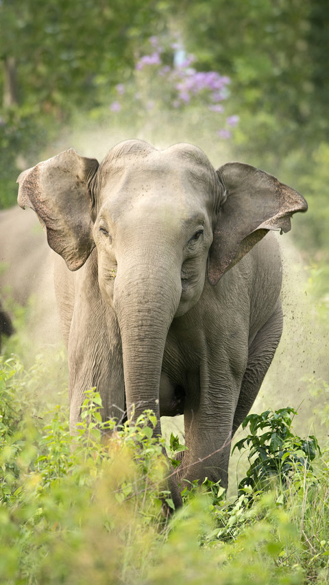 Asian elephants return safely 50 screenshot