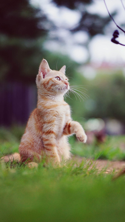Cat screenshot