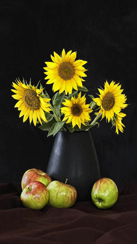 How does the sunflower turn at night 53 screenshot