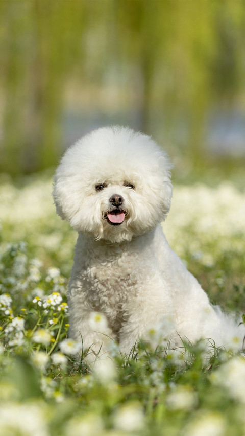 Dogs have a personality that resembles their owners screenshot