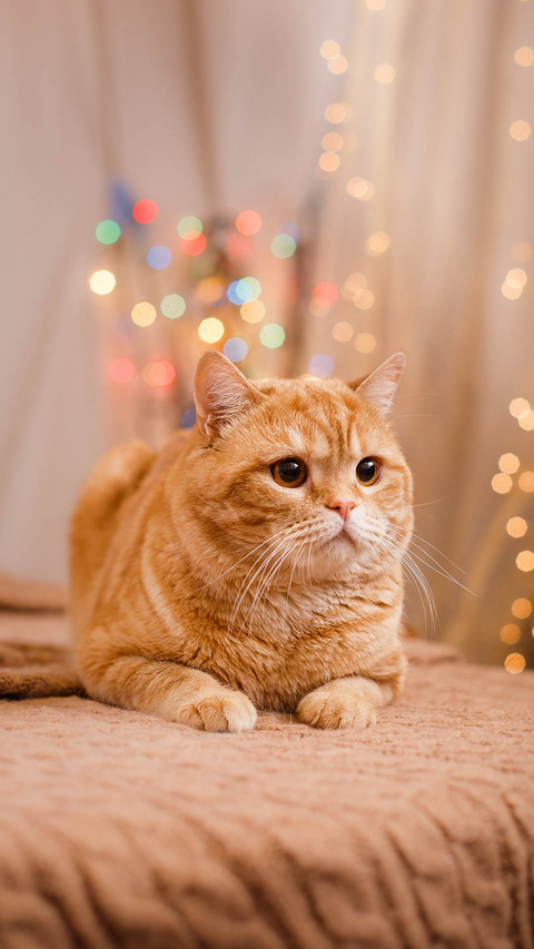 Cat screenshot