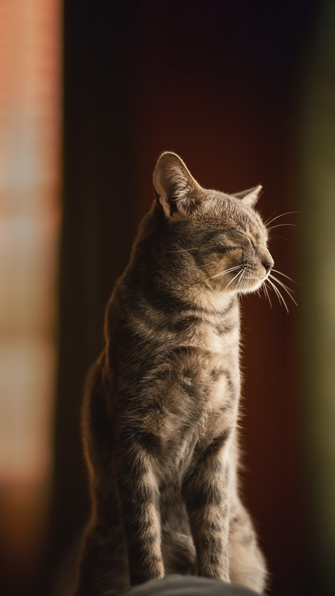 Domestic tabby cat sleeping on a sofa inside a house screenshot