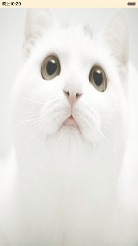 萌猫--可爱 screenshot