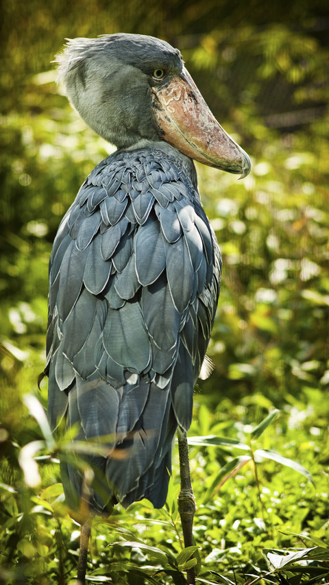 Cute Shoebill Bird screenshot