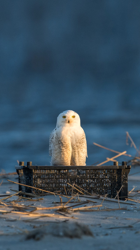 Snowy Owl on the Beach screenshot
