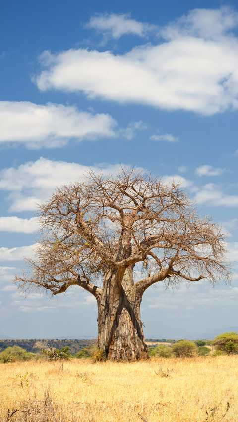 The tree of life in africa screenshot
