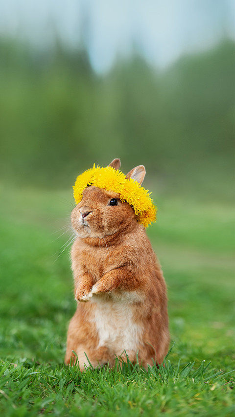 Lovely Rabbit with a Wreath of Flowers on Its Head screenshot