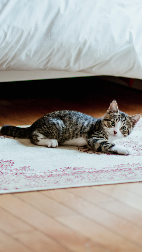Naughty little cat screenshot