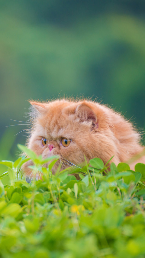The dietary structure of cats screenshot