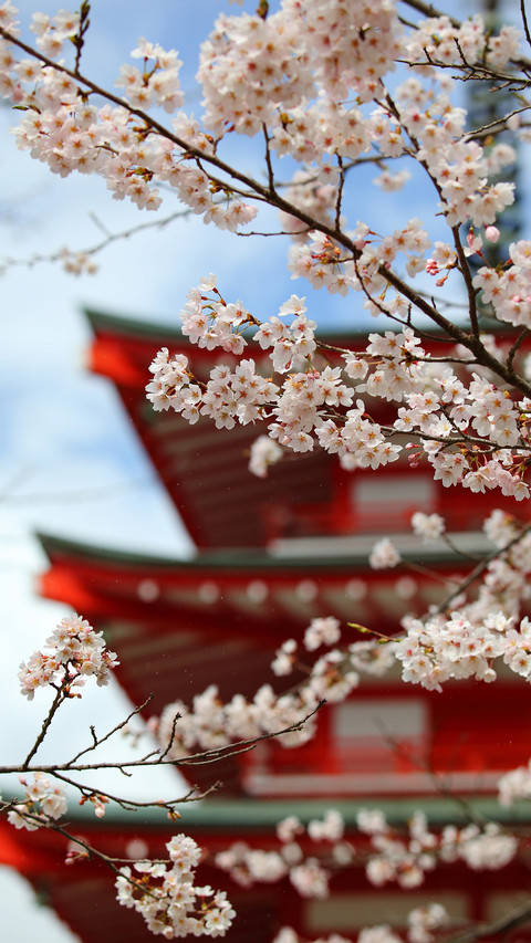 Cherry blossoms in splendor screenshot
