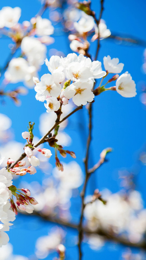 Cherry blossoms in splendor screenshot