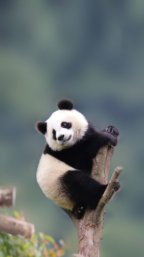 The Baby Panda Hangs High in the Tree screenshot