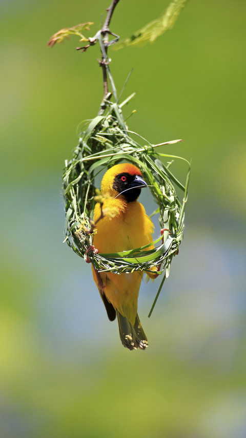 It turns out to be a master of weaving in the bird world screenshot