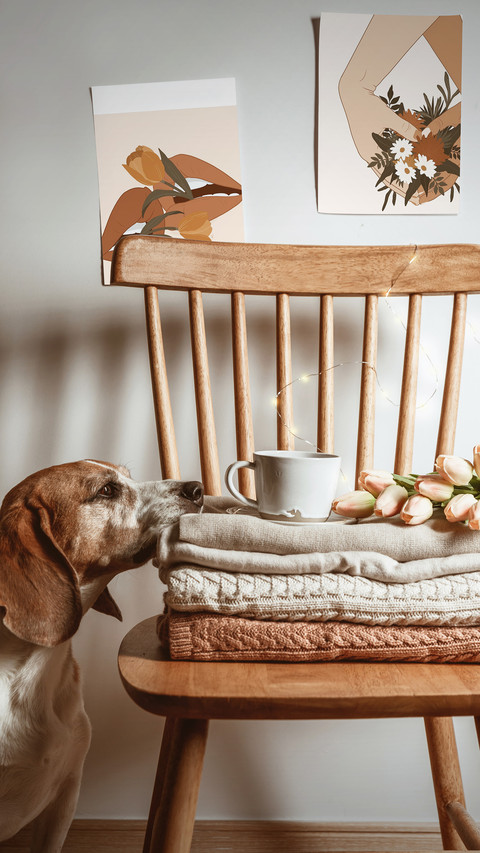 Dogs are also afraid of cold in winter 39 screenshot