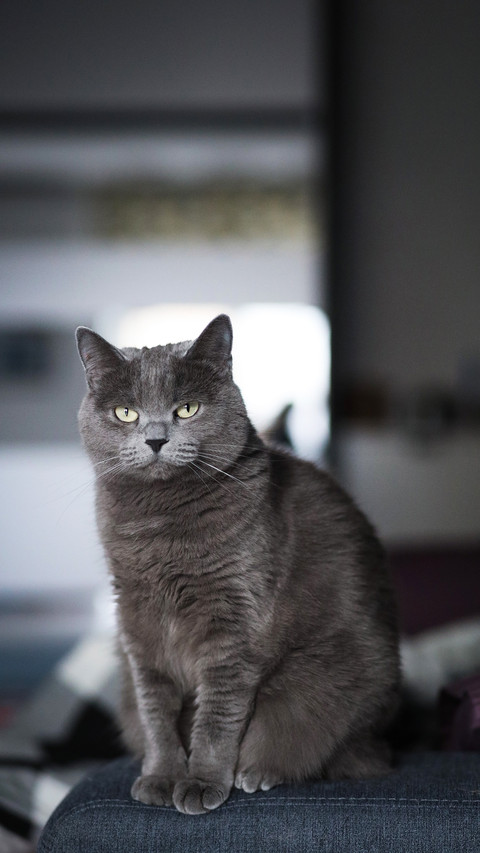 Grey fluffy cat sitting on chair near window screenshot