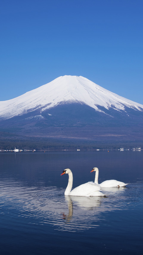 Elegant swan 2 screenshot