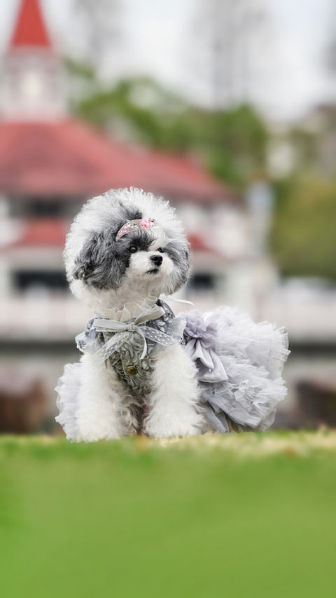 A healthy weight loss guide for overweight dogs screenshot