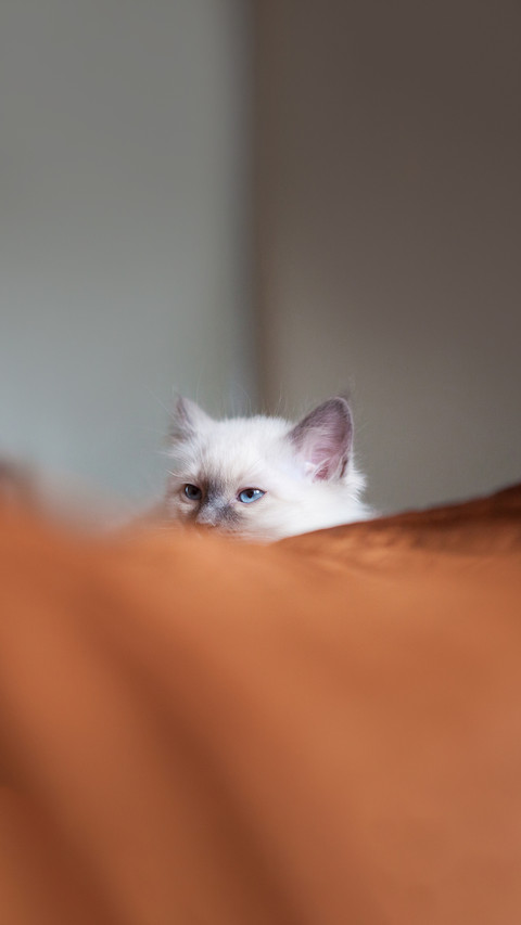 White sacred birman cat lying in bed hiding screenshot