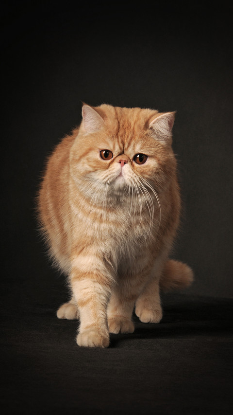 Do you know the Cat Slave Code screenshot