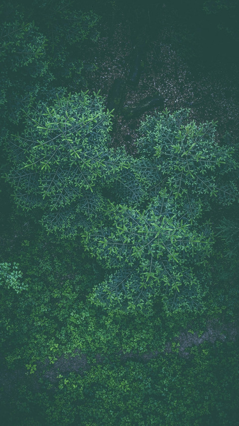 Bush screenshot
