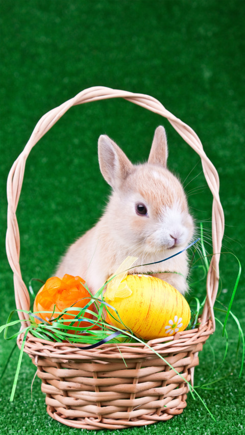 Rabbit screenshot