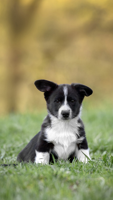 A Cute Dog Sitting on The Grass screenshot