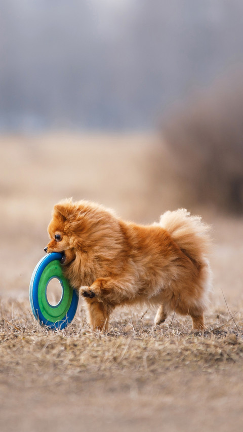 Dog catching flying disk, pet playing outdoors in a park screenshot