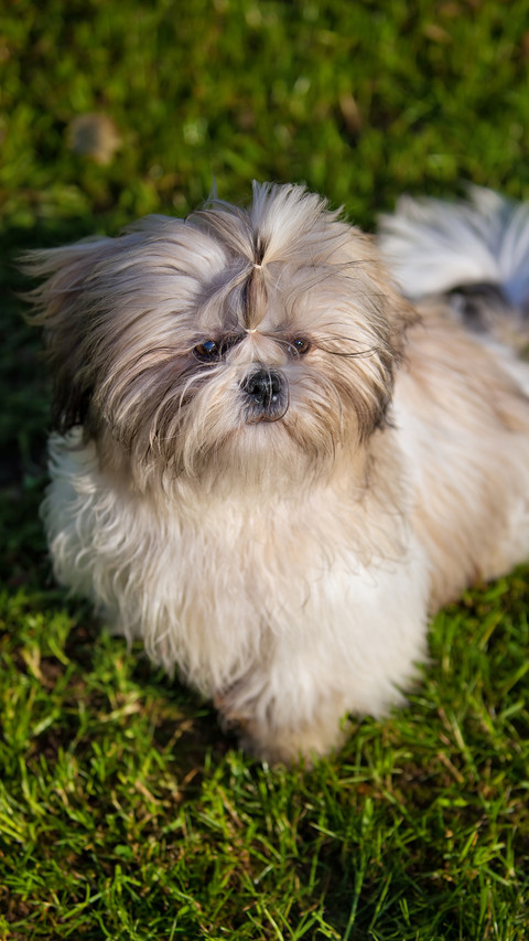 端庄高雅的马尔济斯犬 screenshot