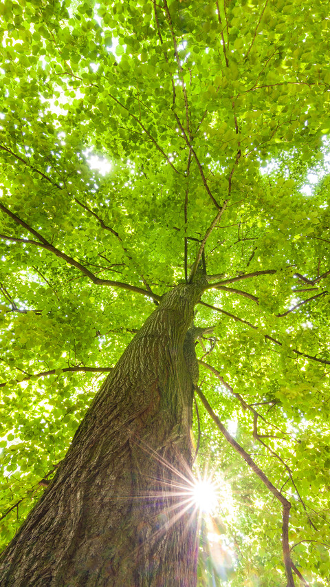 Eye-friendly green forest screenshot