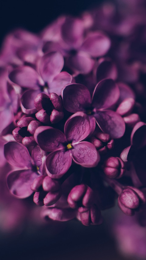 Roses and Lilacs (19) screenshot