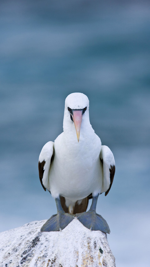 Nazca booby sula granti hood island galapagos islands screenshot