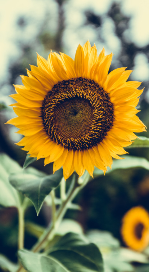 Sunflower Dream (2) screenshot