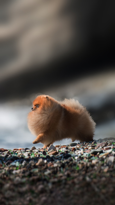 Adorable Pomeranian Spitz shoreline walk screenshot