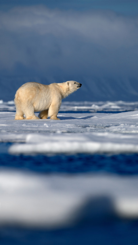 Polar Bear screenshot