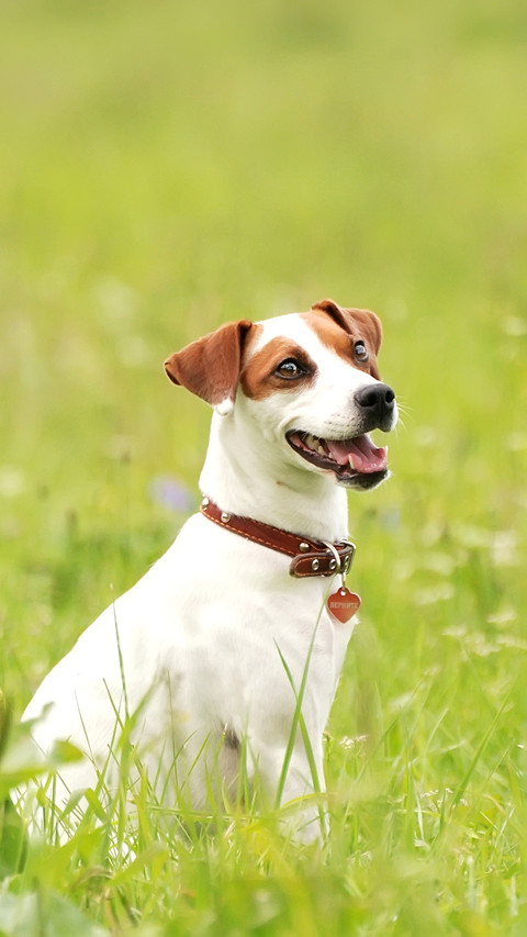 Dog screenshot