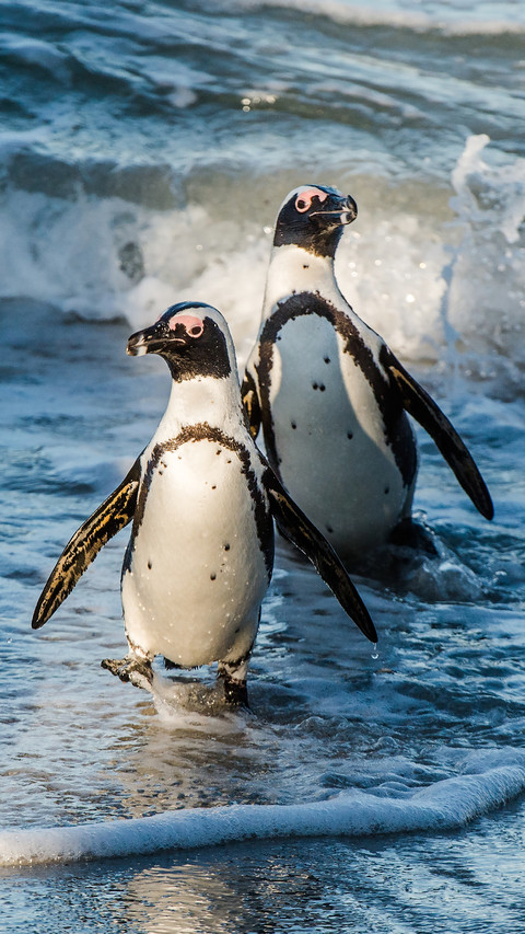 Cute penguin-03 screenshot