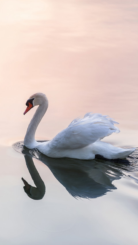 International-swan screenshot