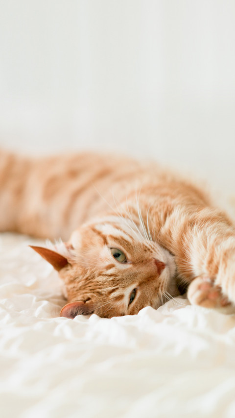 Eight manifestations of cats loving you to the bone screenshot