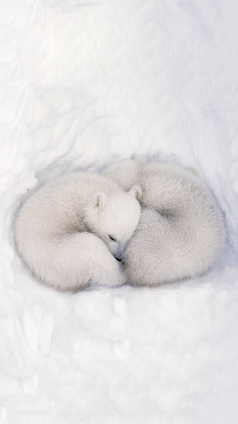 Polar Bears screenshot