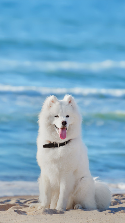 White Dog Sitting on the Beach on Sea Background screenshot