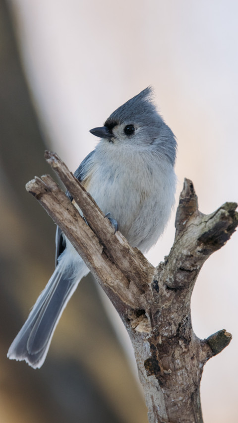 Beautiful Bird screenshot