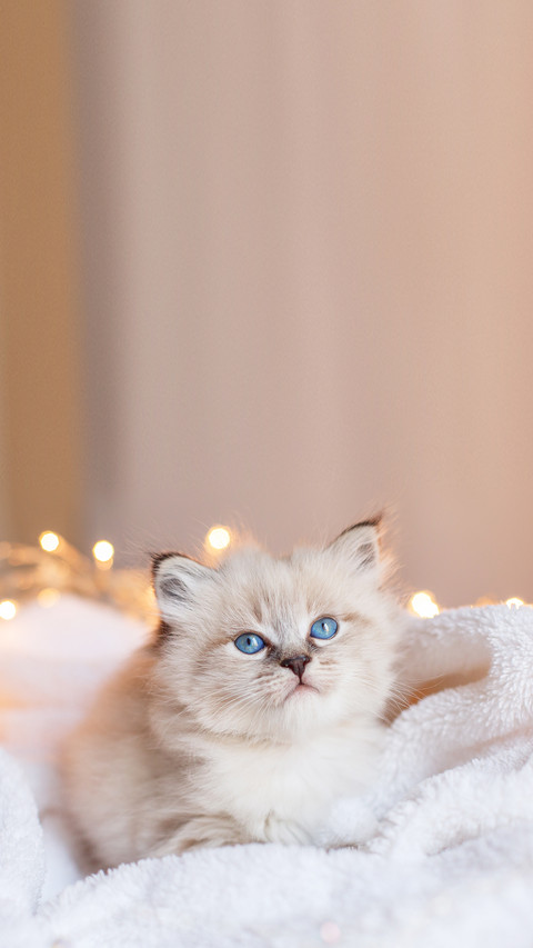Little cute kitten sitting in a blanket screenshot