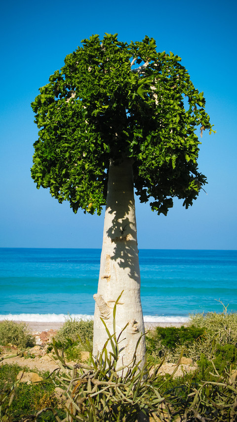 A solitary tree on the beach screenshot