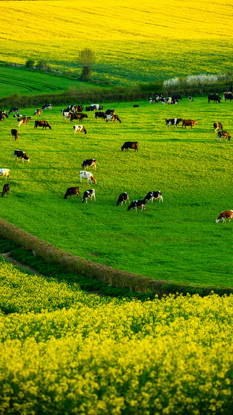 Dorset england screenshot
