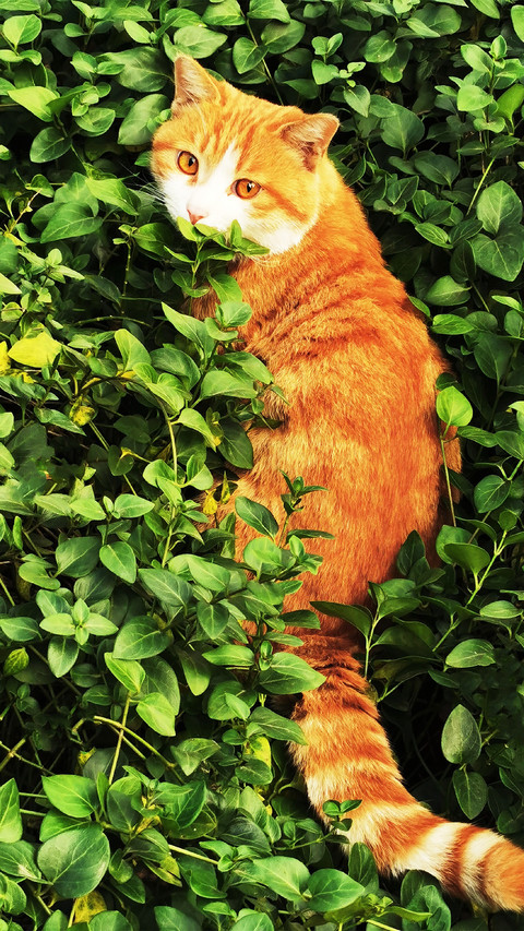 The cat in the grass screenshot
