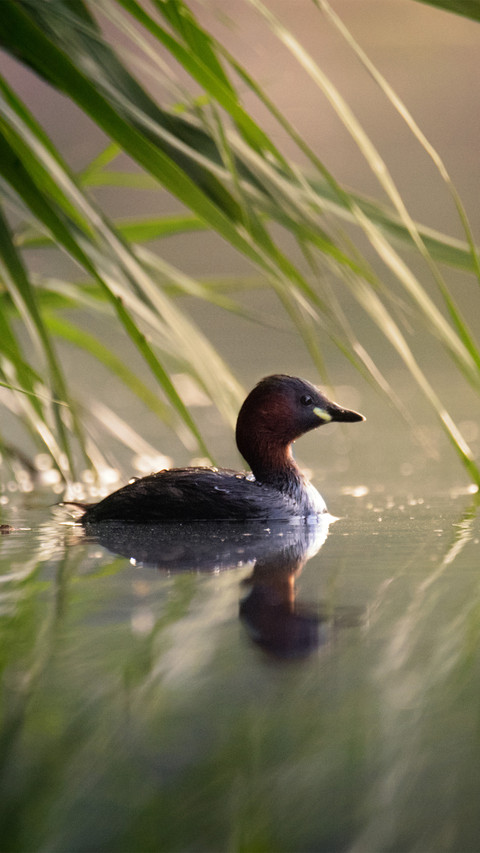 A young duck swimming in the lake screenshot