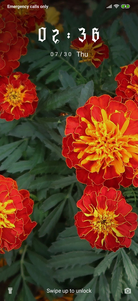 French Marigold_3MDS screenshot