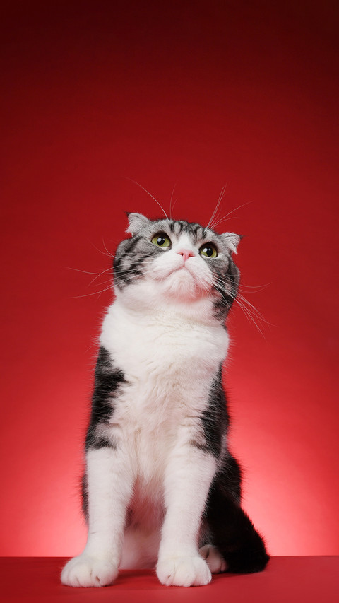 Cats pupils are more accurate than weather forecasts screenshot